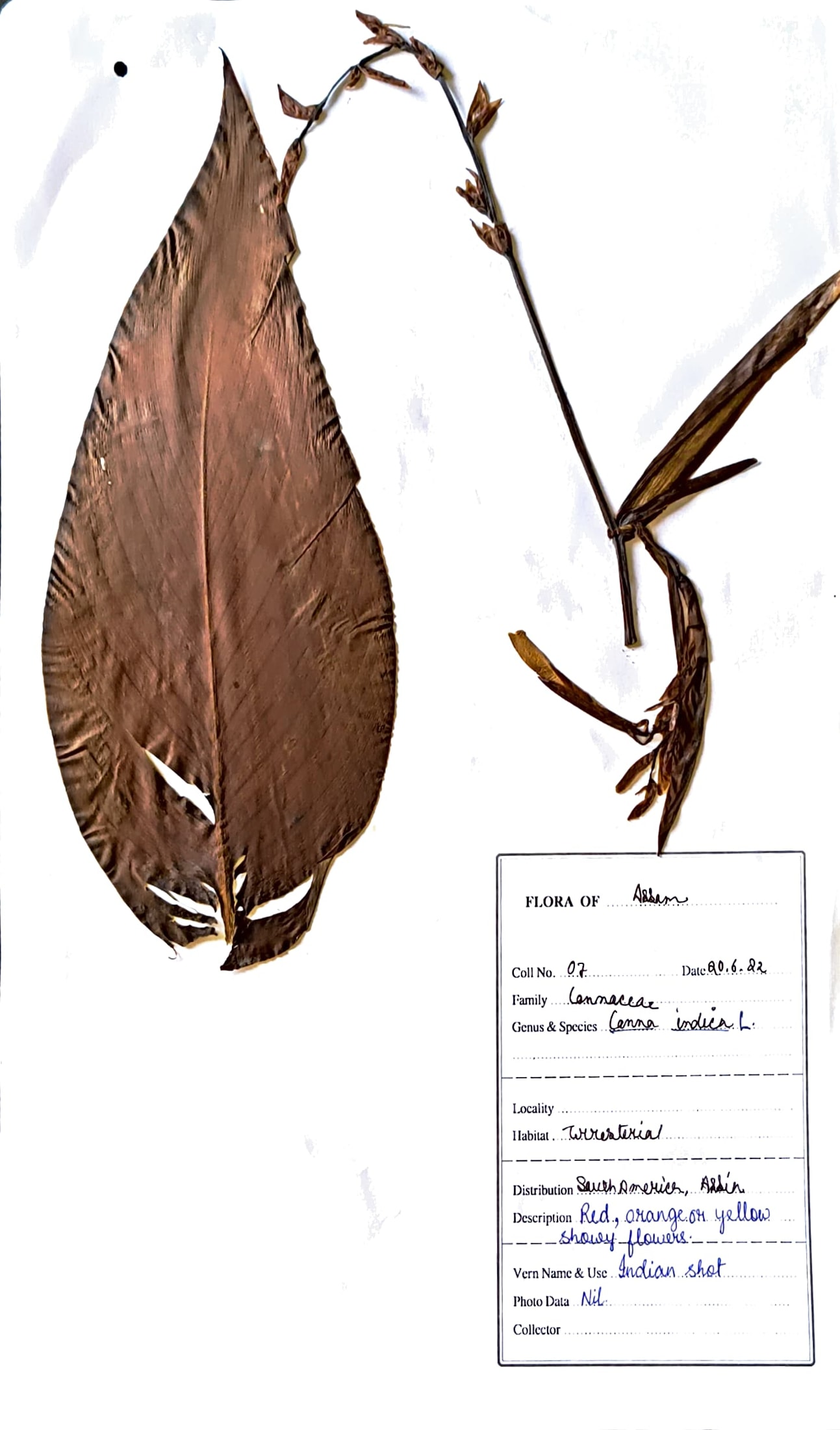 Kena Phool (Ass.) (Herbarium)